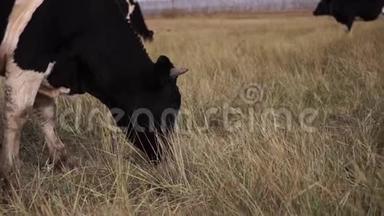 在<strong>秋天</strong>的草地上吃草的<strong>黑白</strong>牛。 近距离射击。